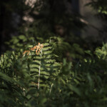 Haley Farm Spring 2016 - dappled light on ferns in the woodland