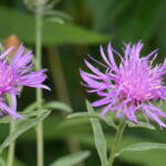 Haley Farm Spring 2016 - Knapweed or Tyrol Thistle in a pasture