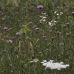 Haley Farm Spring 2016 - wildflowers in a pasture