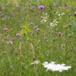 Haley Farm Spring 2016 - wildflowers in a pasture