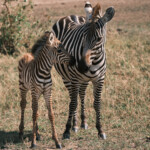 Family group of zebras Masai Mara Game Preserve