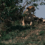 Cheetah resting in the shade of a bush Masai Mara Game Preserve
