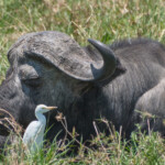Cape Buffalo with an Egret on watch Masai Mara Game Preserve