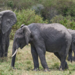 Elephant family Masai Mara Game Preserve