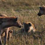 Hyena family at watchful rest Masai Mara Game Preserve