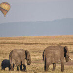 Elephants on the Masai Mara with a hot air baloon above Masai Mara Game Preserve