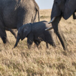 Young elephant with family Masai Mara Game Preserve