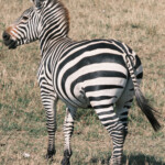 Zebra Masai Mara Game Preserve