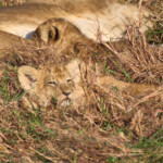 Lion cubs with siblings, mother and auntie Masai Mara Game Preserve