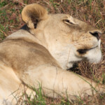 Lioness at rest Masai Mara Game Preserve