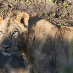 Young male lion in a water filled ditch Masai Mara Game Preserve