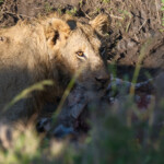 Lion over a Cape Buffalo kill Masai Mara Game Preserve