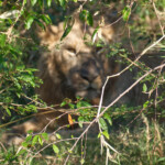Male lion hiding in the bush Masai Mara Game Preserve