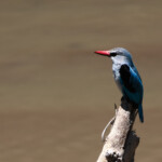 Kingfisher by a river Masai Mara Game Preserve