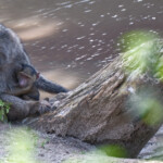 Mother and baby baboon by a river Masai Mara Game Preserve