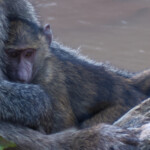 Baboon mother and baby Masai Mara Game Preserve