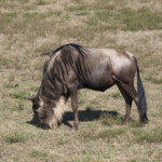 Wildebeest grazing Masai Mara Game Preserve