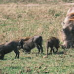 Warthog family Masai Mara Game Preserve