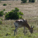 Grazing Impala at the Masai Mara Game Preserve