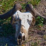 Skull of a Cape Buffalo in Masai Mara Game Preserve