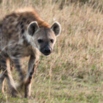 Hyena on the prowl Masai Mara Game Preserve