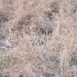 Leopard in the bush - Masai Mara Game Preserve