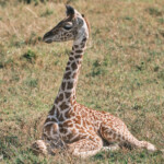 Young giraffe at rest Masai Mara Game Preserve