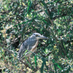 Heron by a creek Masai Mara Game Refuge