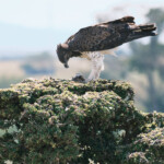 Martial eagle with prey Masai Mara Game Preserve