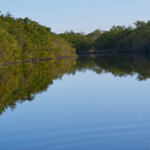 Mangroves
