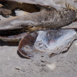 Clam Shell