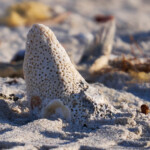 Coral Washed up on the Beach