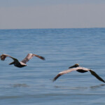 Pelicans in Flight