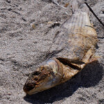 Desicated fish on the beach