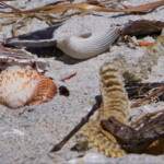 Rock Cockle Shell