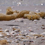 Lightening Whelk Case