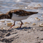 Ruddy Turnstone