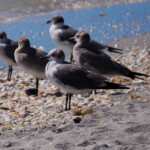 Small flock of Laughing Gull