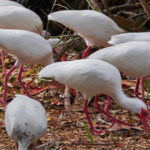 Flock of White Ibis