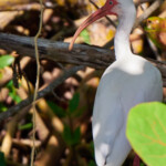 Head of a White Ibis