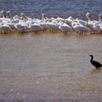 Flock of White Pelicans