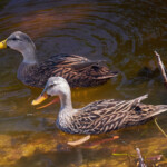 Wild Ducks