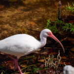 White Ibis