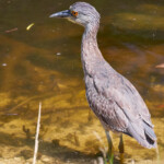 Yellow Crowned Night Heron