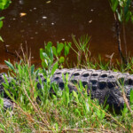 American Crocodile