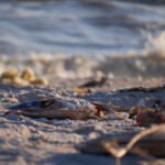 Natural Beach Clutter