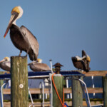 Little Blue Heron