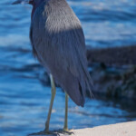 Little Blue Heron