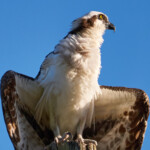 Osprey - Fish Eagle