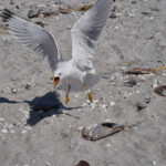 Ringed-bill Gull